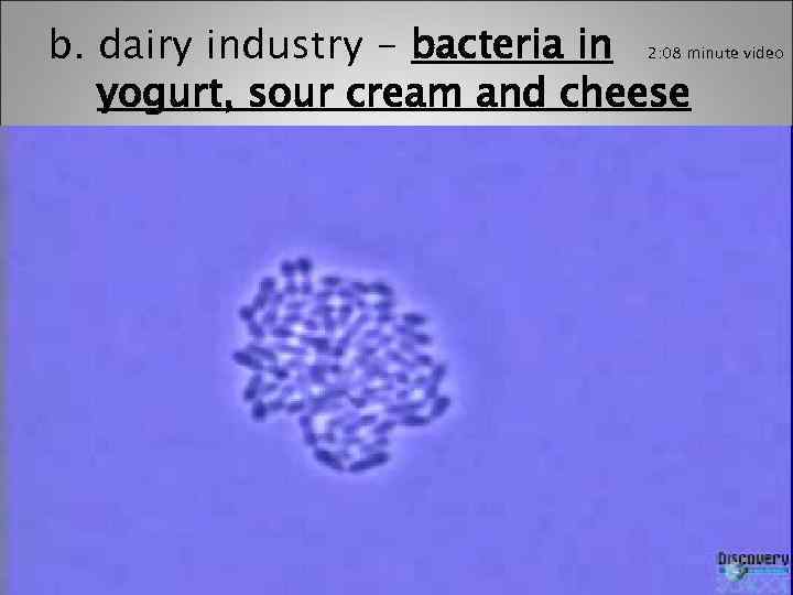 b. dairy industry - bacteria in yogurt, sour cream and cheese 2: 08 minute