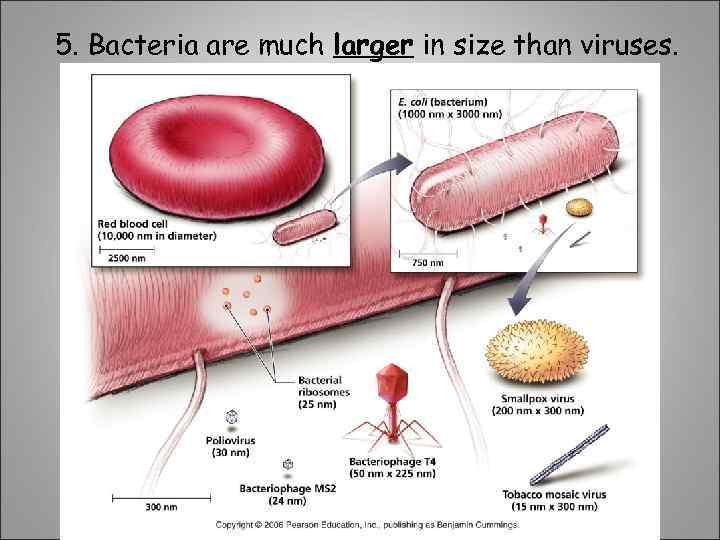 5. Bacteria are much larger in size than viruses. 
