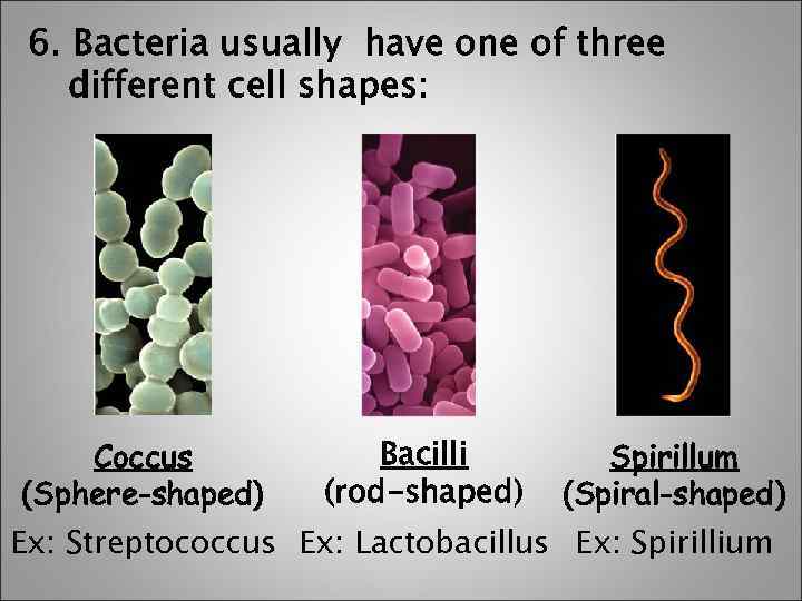 6. Bacteria usually have one of three different cell shapes: Coccus (Sphere-shaped) Bacilli (rod-shaped)