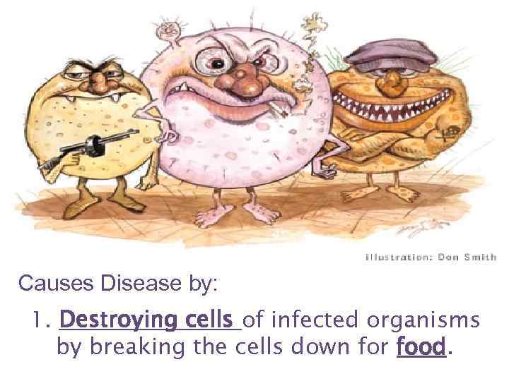 Causes Disease by: 1. Destroying cells of infected organisms by breaking the cells down
