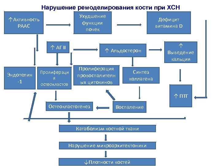 Нарушение ремоделирования кости при ХСН Ухудшение функции почек ↑Активность РААС ↑ АГ II Эндотелин