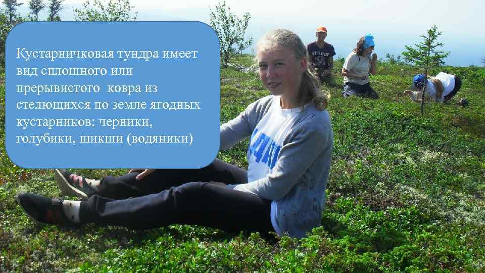 Кустарничковая тундра имеет вид сплошного или прерывистого ковра из стелющихся по земле ягодных кустарников: