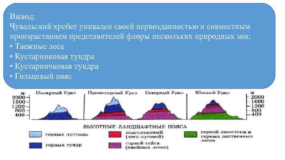 Вывод: Чувальский хребет уникален своей первозданностью и совместным произрастанием представителей флоры нескольких природных зон: