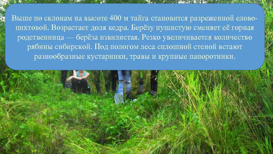 Выше по склонам на высоте 400 м тайга становится разреженной еловопихтовой. Возрастает доля кедра.