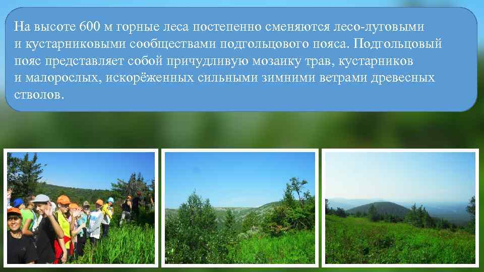 На высоте 600 м горные леса постепенно сменяются лесо-луговыми и кустарниковыми сообществами подгольцового пояса.