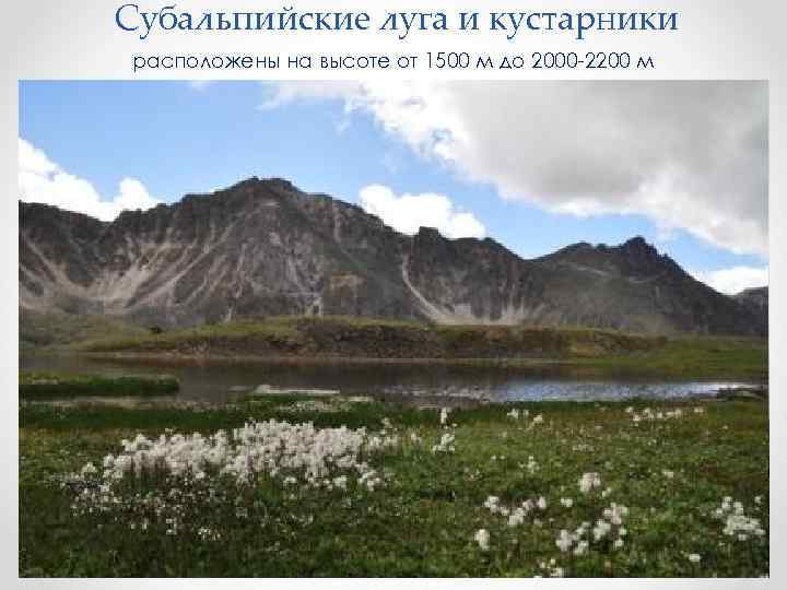 Субальпийские луга и кустарники расположены на высоте от 1500 м до 2000 -2200 м