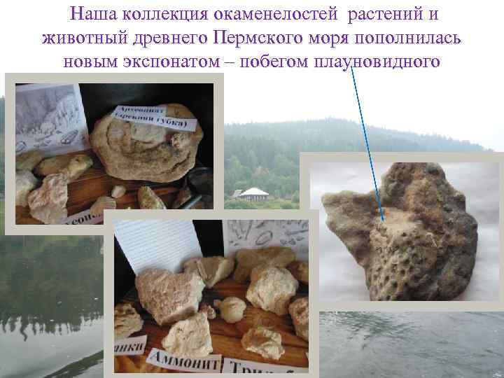 Наша коллекция окаменелостей растений и животный древнего Пермского моря пополнилась новым экспонатом – побегом