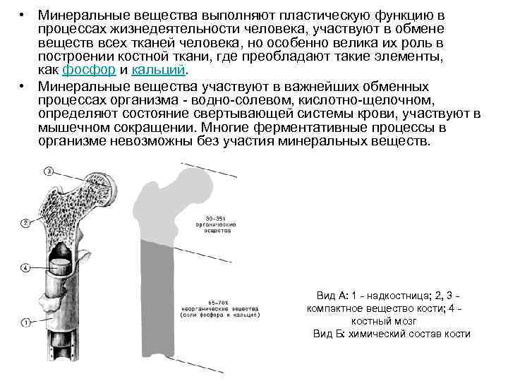  • Минеральные вещества выполняют пластическую функцию в процессах жизнедеятельности человека, участвуют в обмене