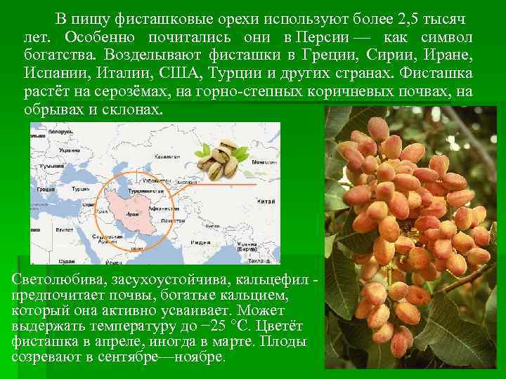 В пищу фисташковые орехи используют более 2, 5 тысяч лет. Особенно почитались они в