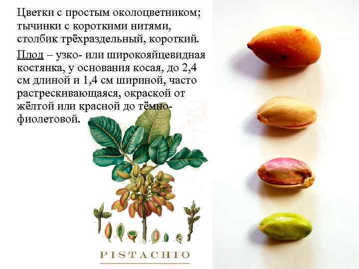 Цветки с простым околоцветником; тычинки с короткими нитями, столбик трёхраздельный, короткий. Плод – узко-