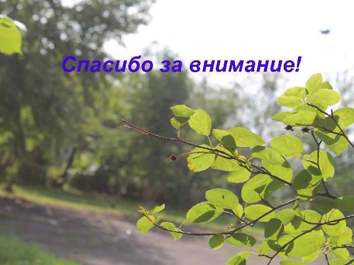 Спасибо за внимание! 