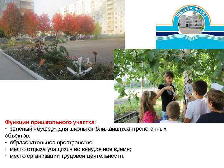 Функции пришкольного участка: • зеленый «буфер» для школы от ближайших антропогенных объектов; • образовательное