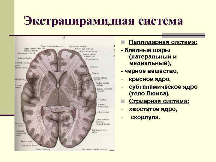 Презентация экстрапирамидная система