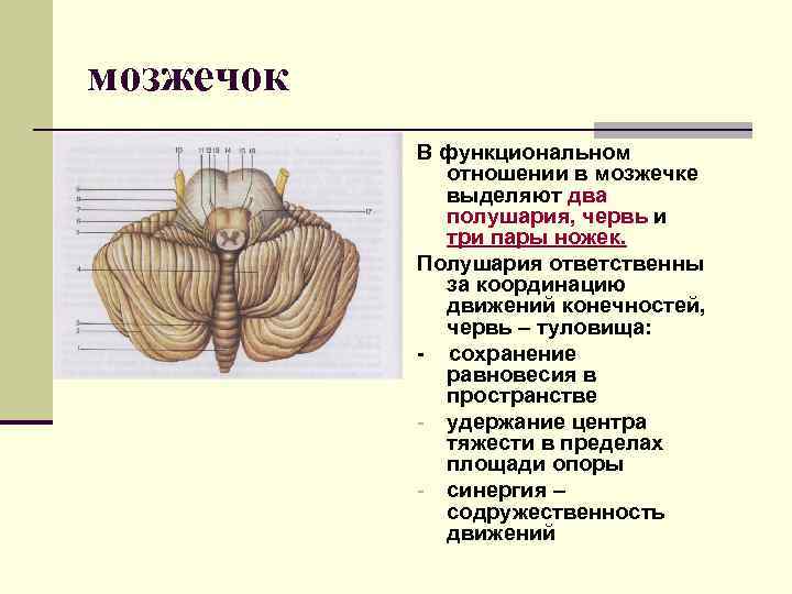 Строение мозжечка рисунок с подписями