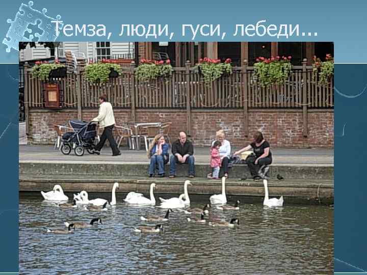 Темза, люди, гуси, лебеди. . . 