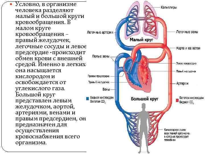 Схема недостаточность кровообращения