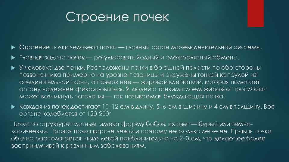 Строение почек Строение почки человека почки — главный орган мочевыделительной системы. Главная задача почек