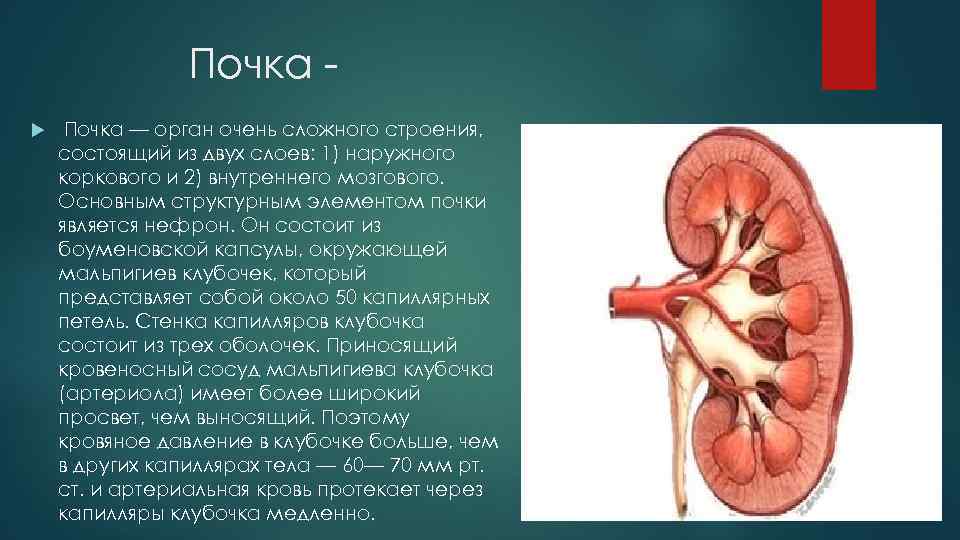 В чем заключается органы. Почки из чего состоит анатомия. Почка анатомия человека кратко и понятно. Из чего состоит почка человека кратко. Почки для презентации.