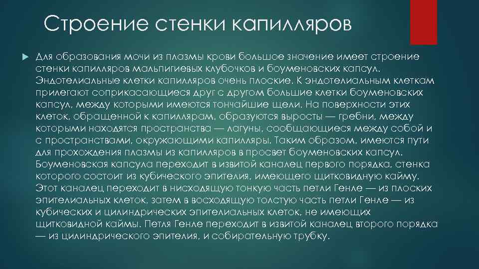 Строение стенки капилляров Для образования мочи из плазмы крови большое значение имеет строение стенки