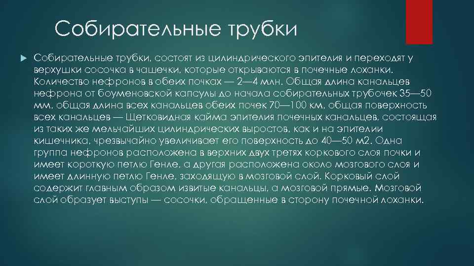 Собирательные трубки Собирательные трубки, состоят из цилиндрического эпителия и переходят у верхушки сосочка в
