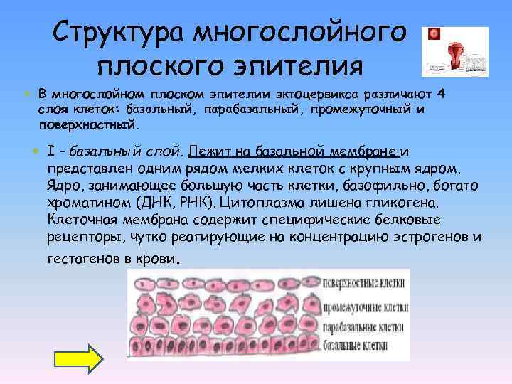 Структура многослойного плоского эпителия В многослойном плоском эпителии эктоцервикса различают 4 слоя клеток: базальный,