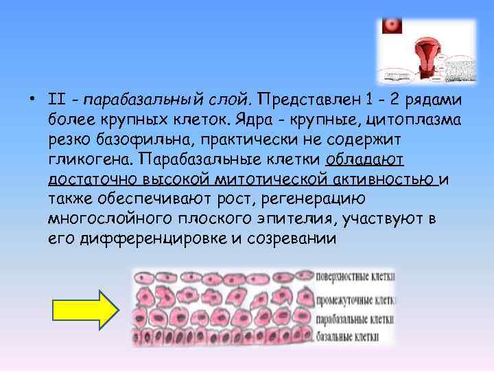 Обнаружены клетки эпителия базально парабазального слоев