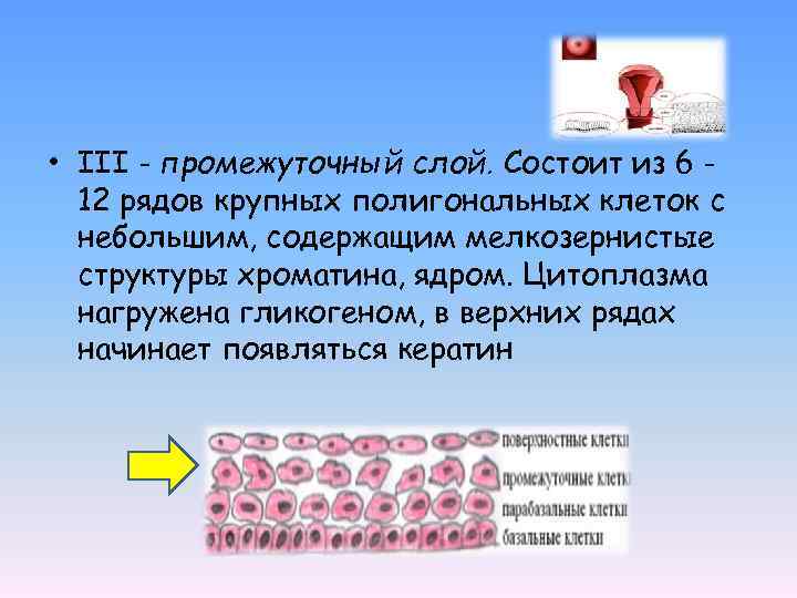  • III - промежуточный слой. Состоит из 6 12 рядов крупных полигональных клеток