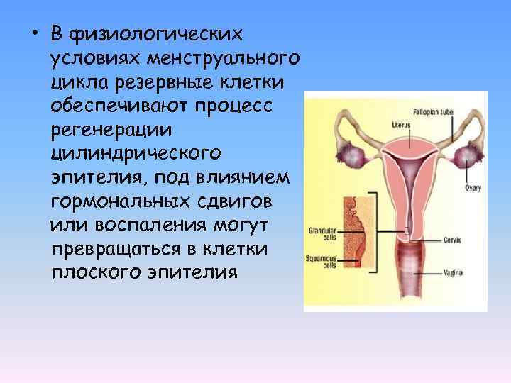  • В физиологических условиях менструального цикла резервные клетки обеспечивают процесс регенерации цилиндрического эпителия,