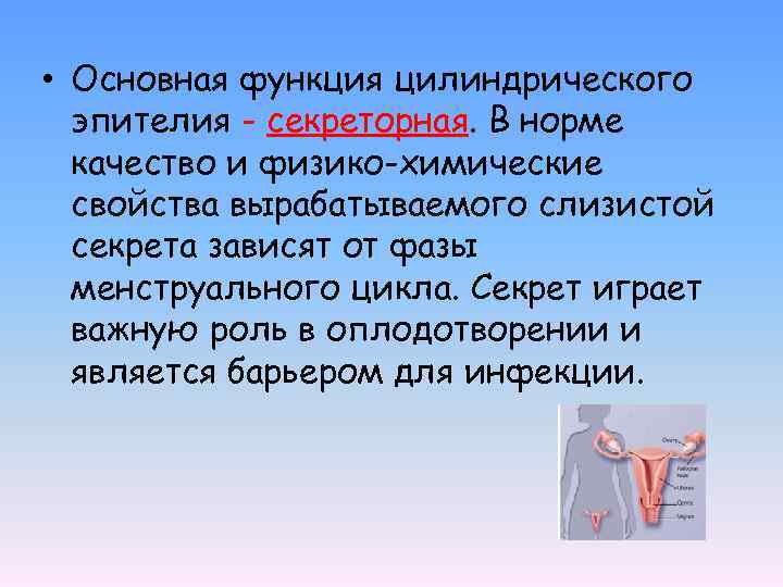  • Основная функция цилиндрического эпителия - секреторная. В норме качество и физико-химические свойства