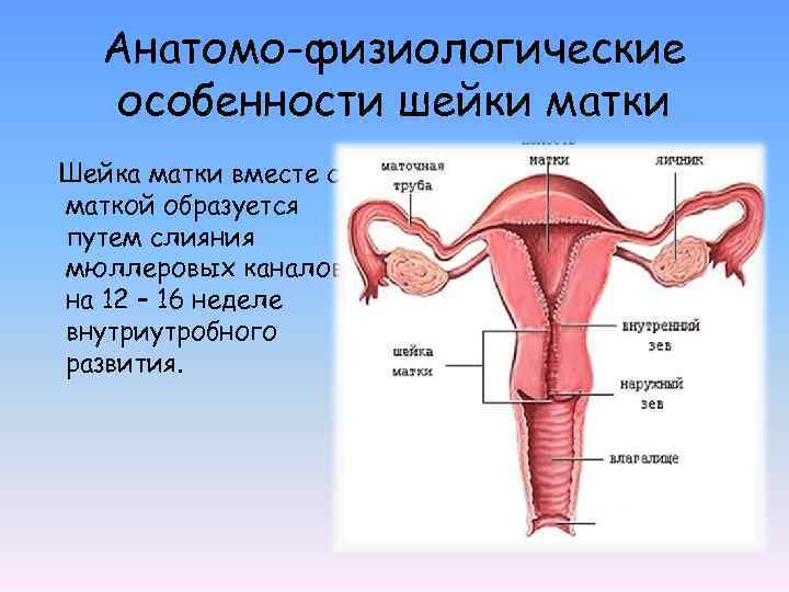 Анатомо-физиологические особенности шейки матки Шейка матки вместе с маткой образуется путем слияния мюллеровых каналов