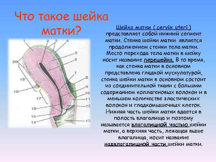 Что такое шейка Шейка матки ( cervix uteri ) матки? представляет собой нижний сегмент