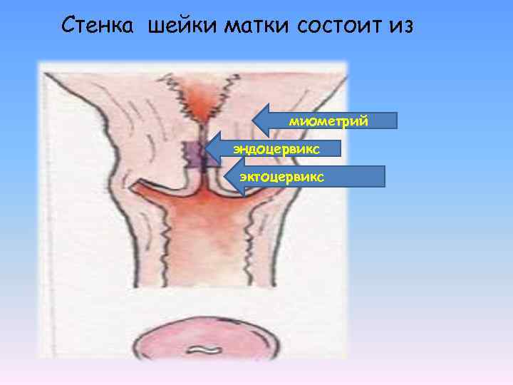 Стенка шейки матки состоит из миометрий эндоцервикс эктоцервикс 