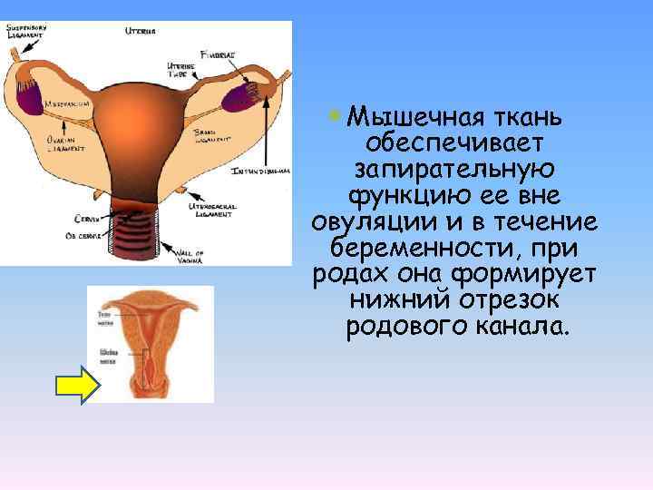  Мышечная ткань обеспечивает запирательную функцию ее вне овуляции и в течение беременности, при