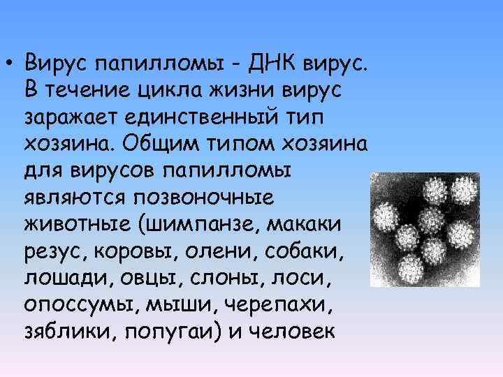  • Вирус папилломы - ДНК вирус. В течение цикла жизни вирус заражает единственный