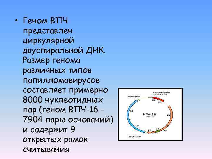  • Геном ВПЧ представлен циркулярной двуспиральной ДНК. Размер генома различных типов папилломавирусов составляет