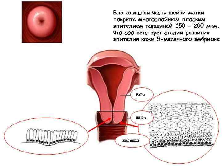 Влагалищная часть шейки матки покрыта многослойным плоским эпителием толщиной 150 - 200 мкм, что