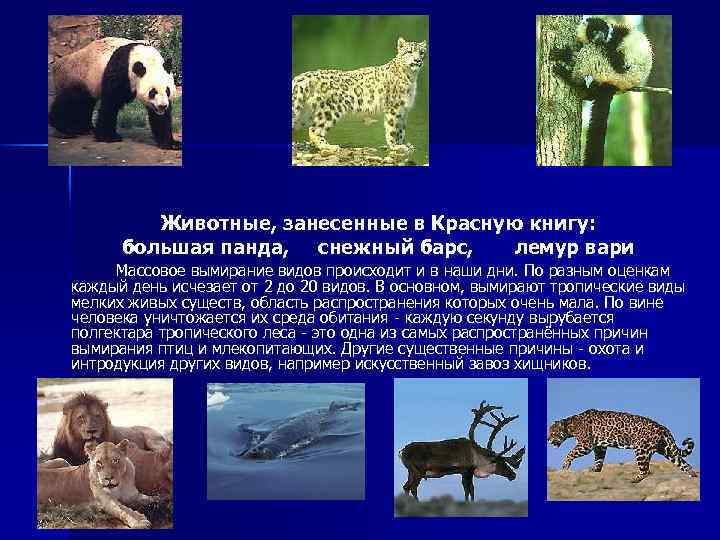 Животные, занесенные в Красную книгу: большая панда, снежный барс, лемур вари Массовое вымирание видов