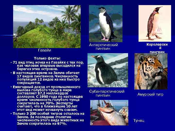 Гавайи Только факты: - 71 вид птиц исчез на Гавайях с тех пор, как