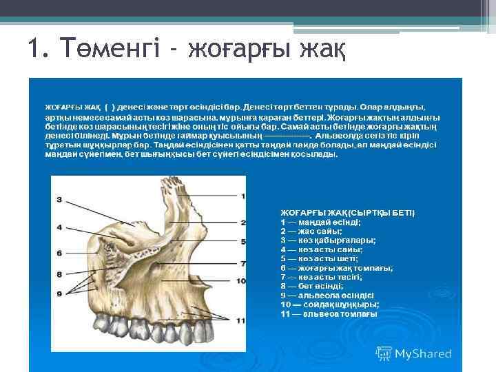 1. Төменгі - жоғарғы жақ 