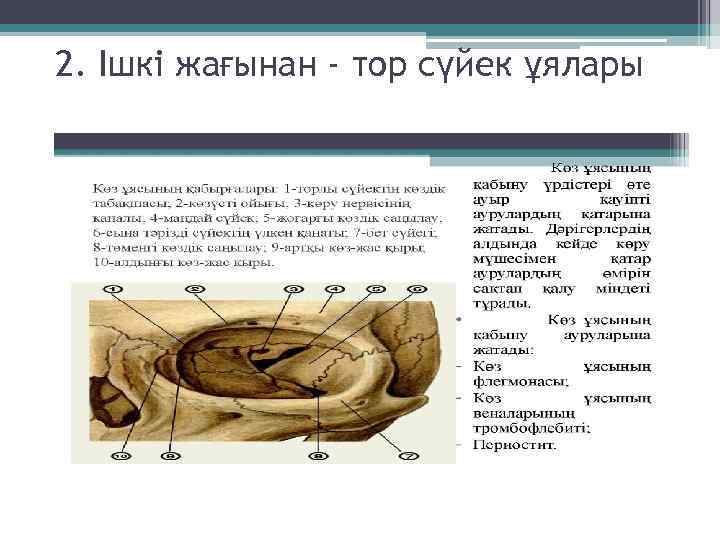 2. Ішкі жағынан - тор сүйек ұялары 