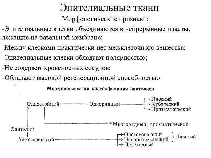 Эпителиальные ткани Морфологические признаки: -Эпителиальные клетки объединяются в непрерывные пласты, лежащие на базальной мембране;