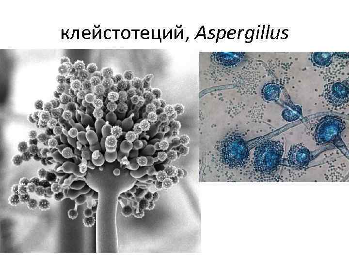 клейстотеций, Aspergillus 