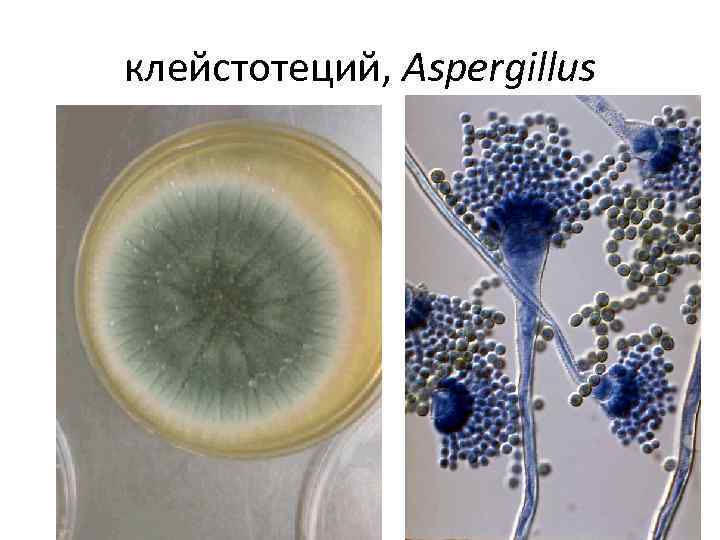 клейстотеций, Aspergillus 