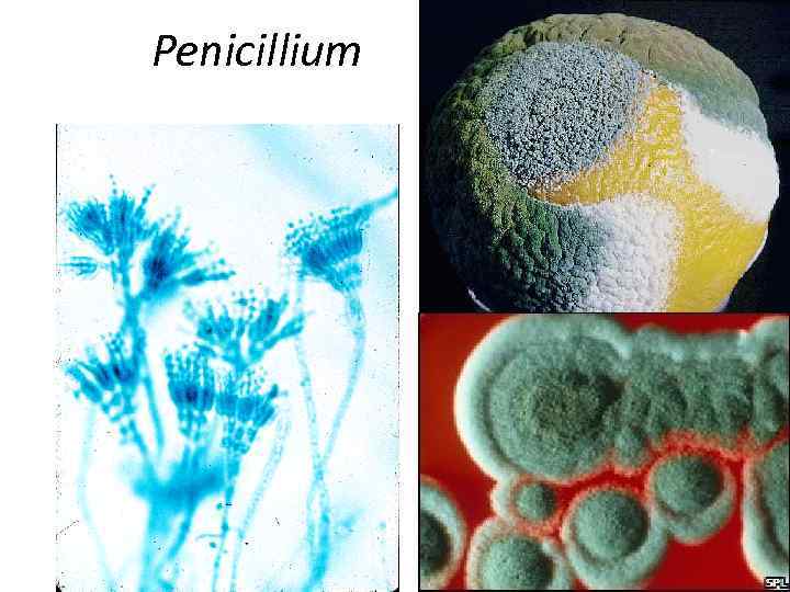 Penicillium 