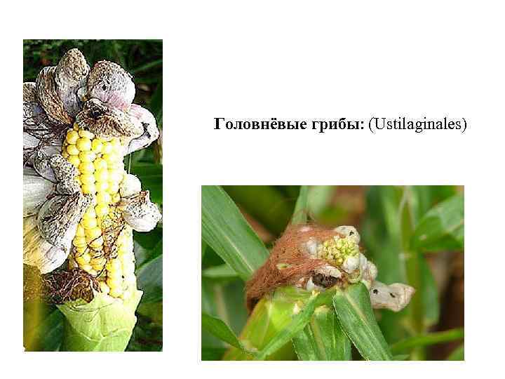 Головнёвые грибы: (Ustilaginales) 