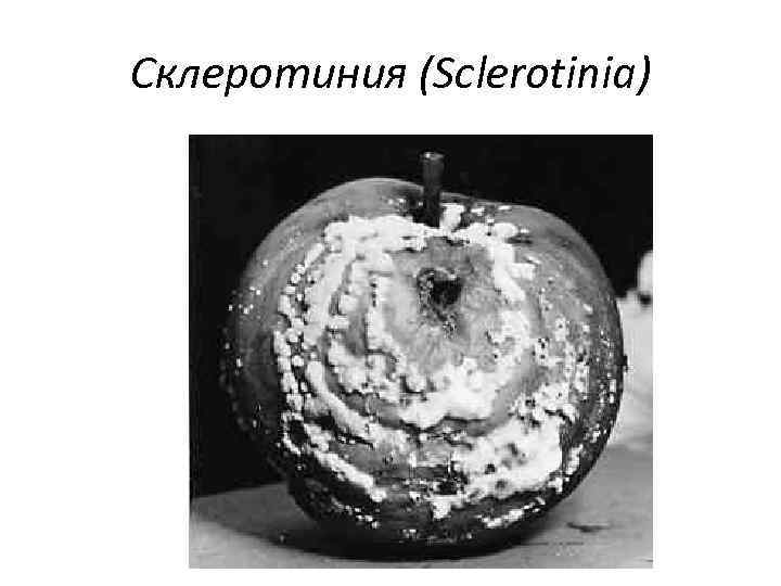 Склеротиния (Sclerotinia) 