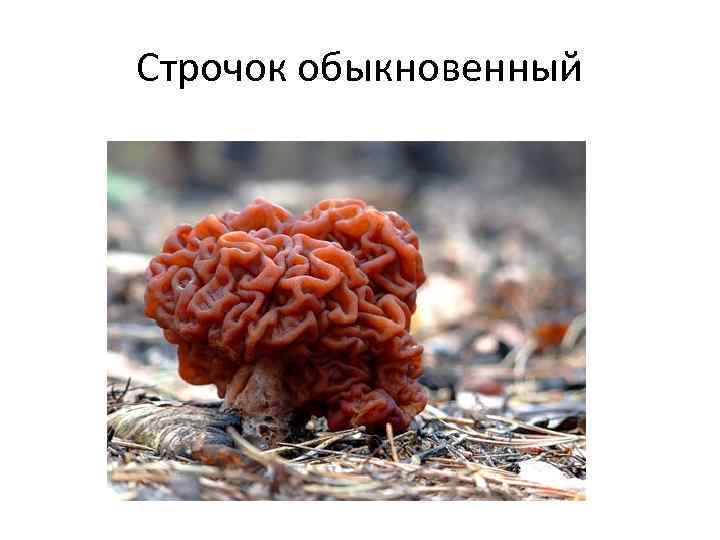 Строчок обыкновенный 