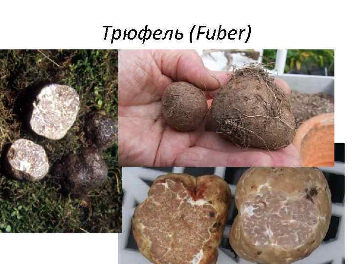 Трюфель (Fuber) 