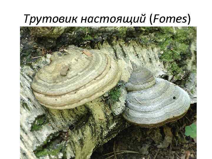 Трутовик настоящий (Fomes) 
