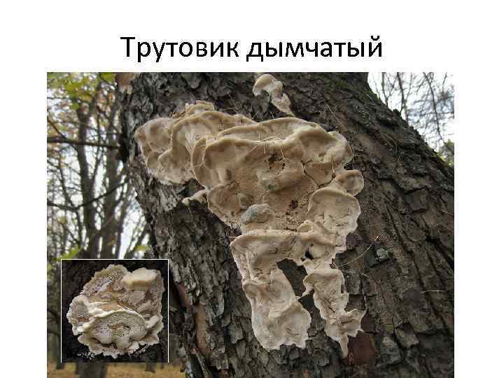 Трутовик дымчатый 